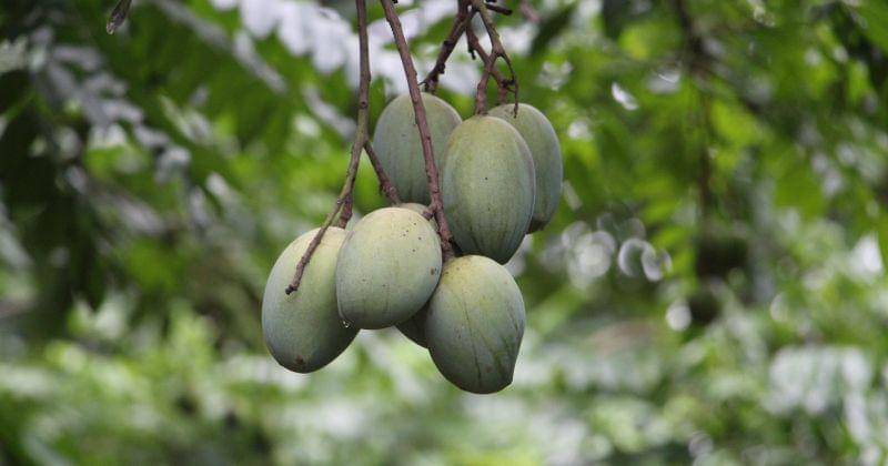 Pexels/Shuvon Karmoker